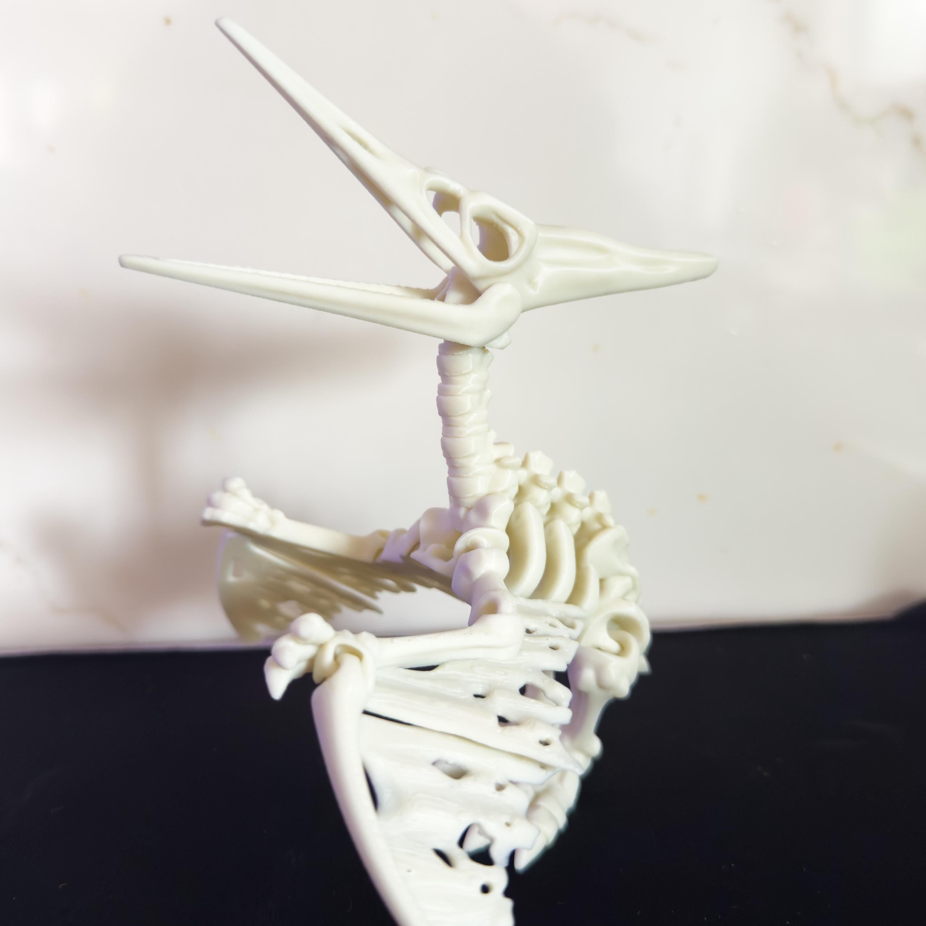 Articulated Pteranodon Pterodactyl Skeleton Fossil Toy